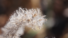 Phacelia cicutaria hispida