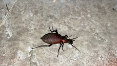 Carabus smaragdinus
