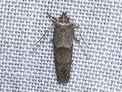 Blastobasinae