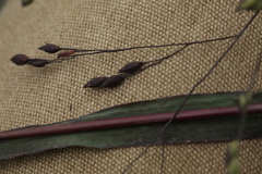 Panicum miliaceum ruderale