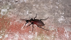 Carabus smaragdinus
