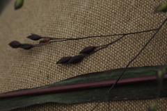 Panicum miliaceum ruderale