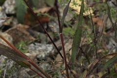 Panicum miliaceum ruderale