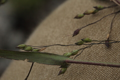 Panicum miliaceum ruderale