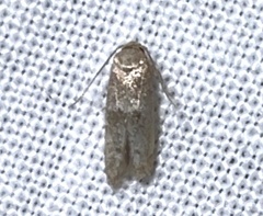 Blastobasinae