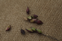 Panicum miliaceum ruderale