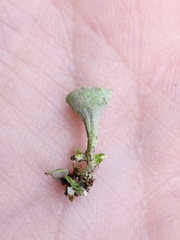 Cladonia chlorophaea