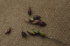 Panicum miliaceum ruderale