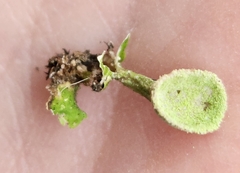 Cladonia chlorophaea