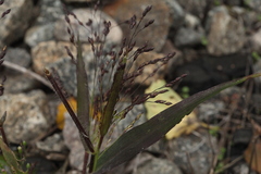 Panicum miliaceum ruderale