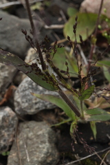 Panicum miliaceum ruderale