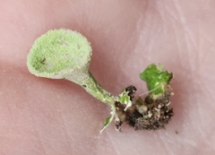 Cladonia chlorophaea