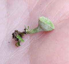 Cladonia chlorophaea