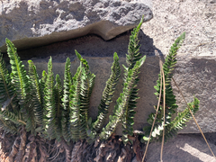 Polystichum scopulinum