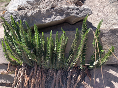 Polystichum scopulinum