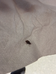 Conotrachelus posticatus