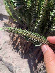 Polystichum scopulinum