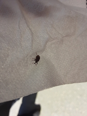 Conotrachelus posticatus