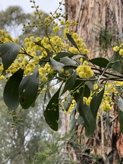 Acacia pycnantha