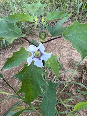 Datura