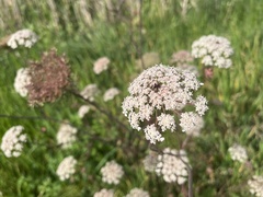 Apiaceae