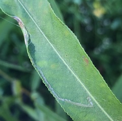 Caloptilia stigmatella