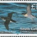 Diving Petrels - Photo (c) WoRMS for SMEBD, some rights reserved (CC BY-NC-SA)
