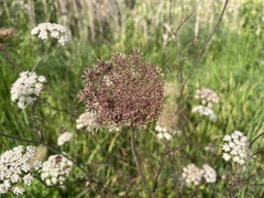 Apiaceae