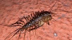 Scutigeromorpha