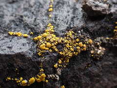 Candelariella