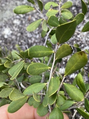 Diospyros