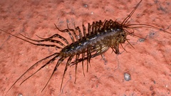 Scutigeromorpha