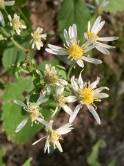 Eurybia
