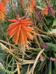 Kniphofia uvaria