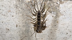 Scutigeromorpha