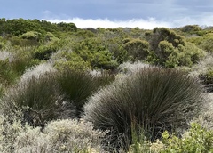 Elegia tectorum