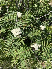 Sorbus decora