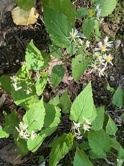 Eurybia