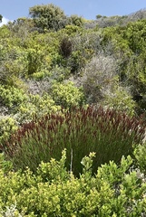 Elegia tectorum