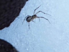 Pityohyphantes phrygianus