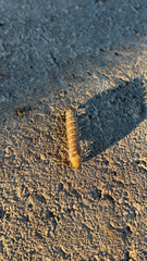 Anisota virginiensis