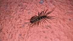 Scutigeromorpha