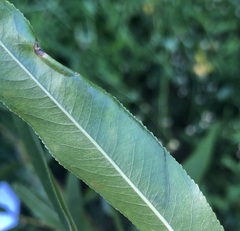 Caloptilia stigmatella