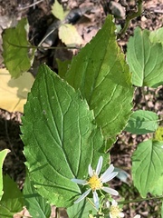 Eurybia