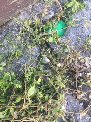 Polycarpon tetraphyllum