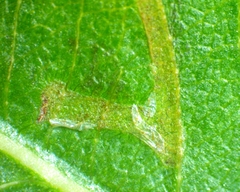 Caloptilia stigmatella