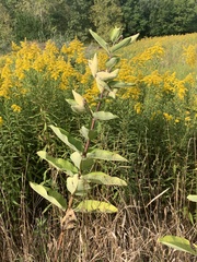 Solidago altissima