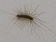 Scutigera coleoptrata
