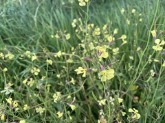 Brassicaceae