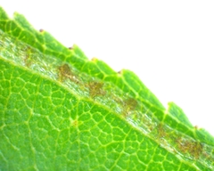 Caloptilia stigmatella